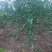 柑橘苗定值苗一公分至两公分，基地现挖