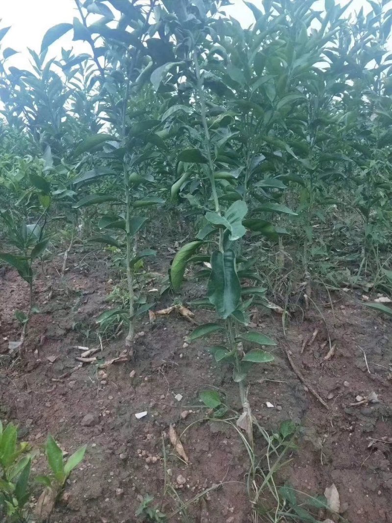 柑橘苗定值苗一公分至两公分，基地现挖