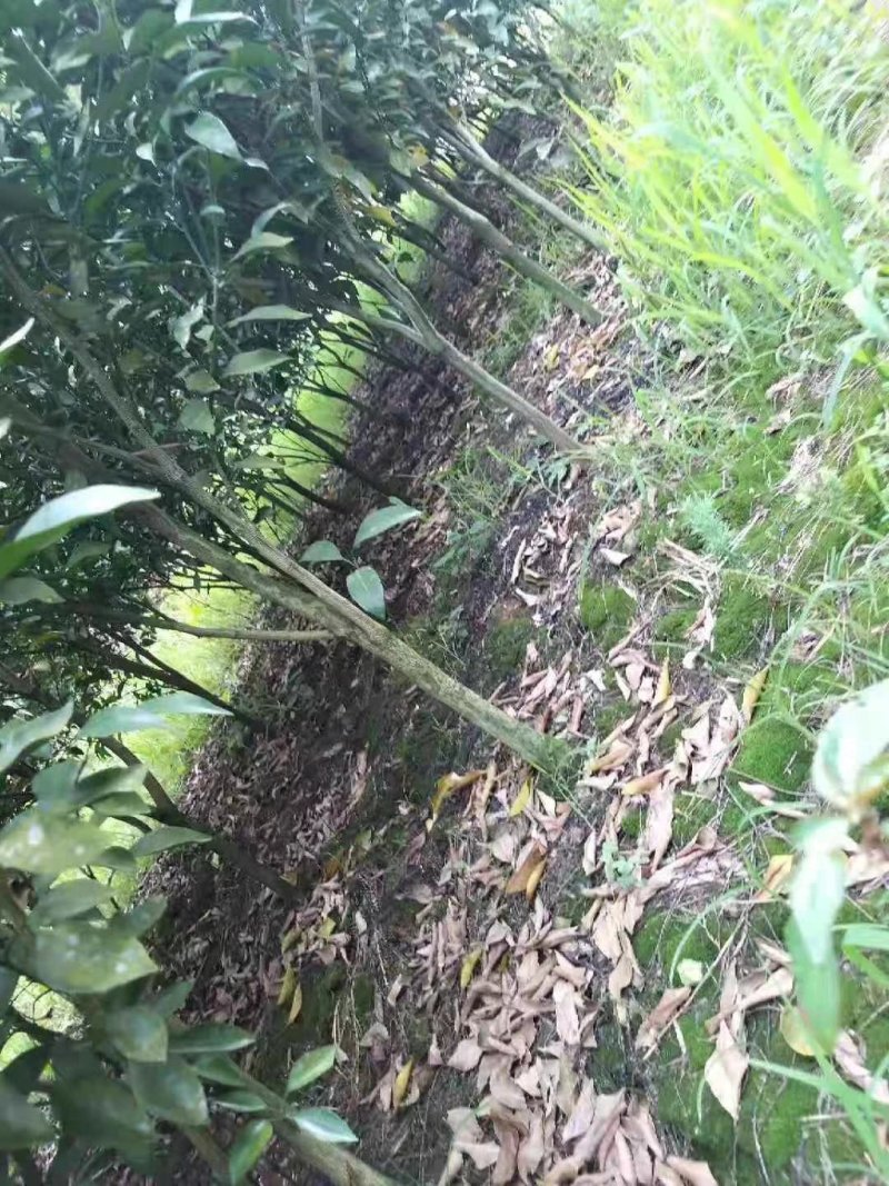柑橘苗定值苗一公分至两公分，基地现挖