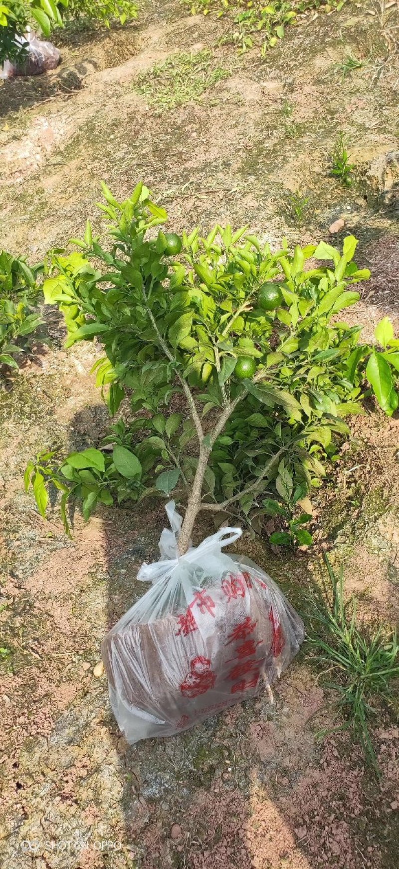 柑橘苗定值苗一公分至两公分，基地现挖
