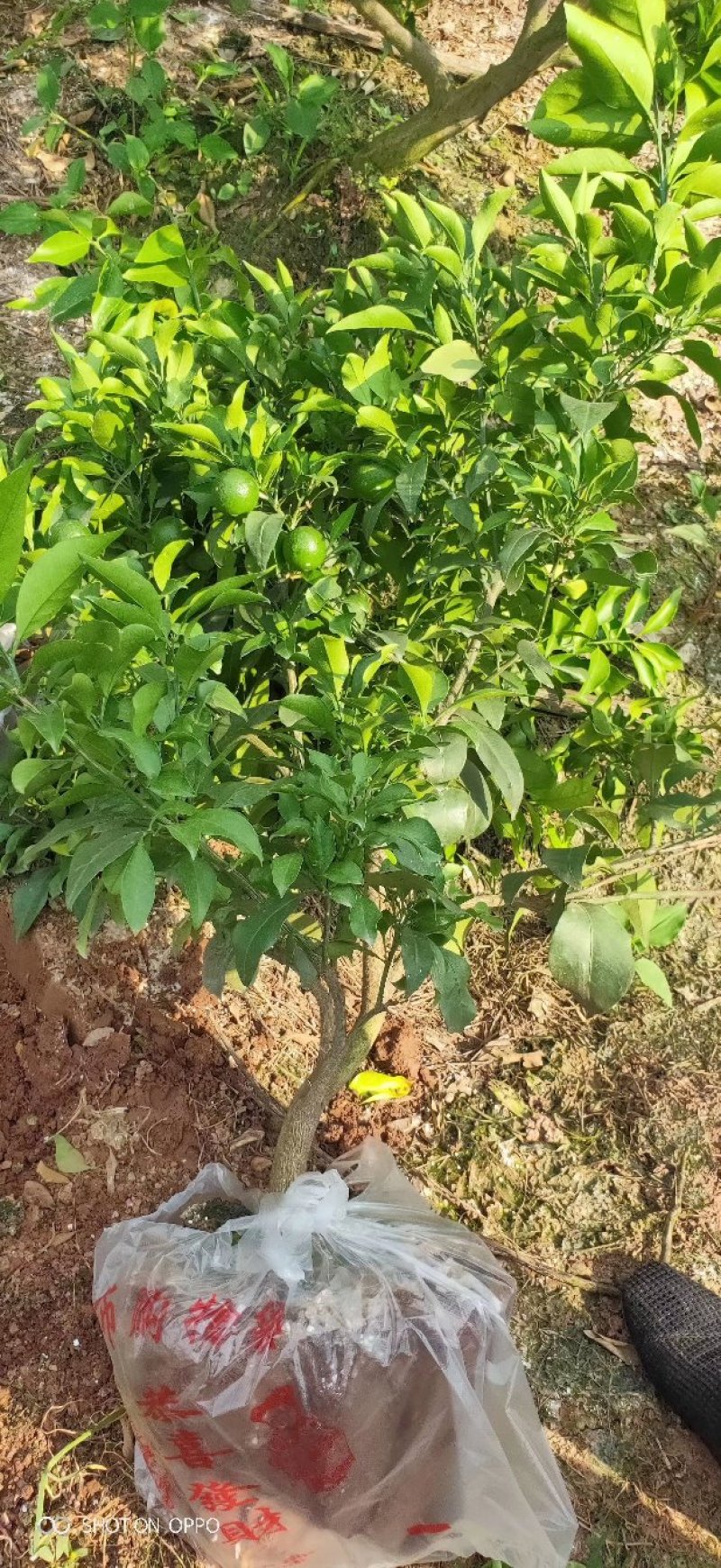 柑橘苗定值苗一公分至两公分，基地现挖
