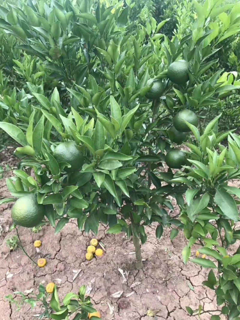 柑橘苗定值苗一公分至两公分，基地现挖