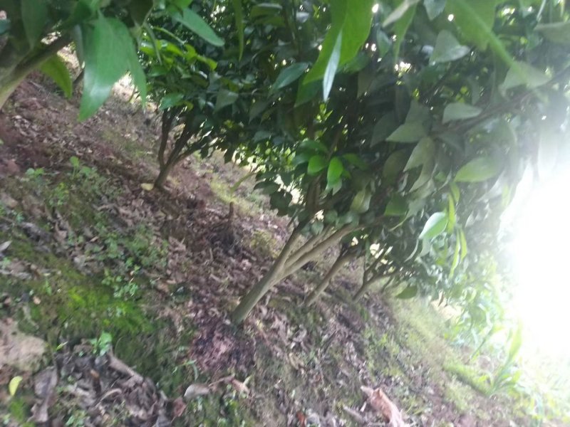 柑橘苗定值苗一公分至两公分，基地现挖