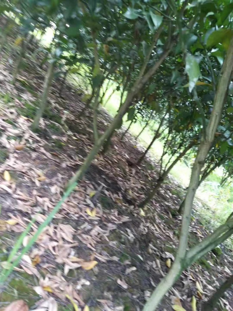 柑橘苗定值苗一公分至两公分，基地现挖