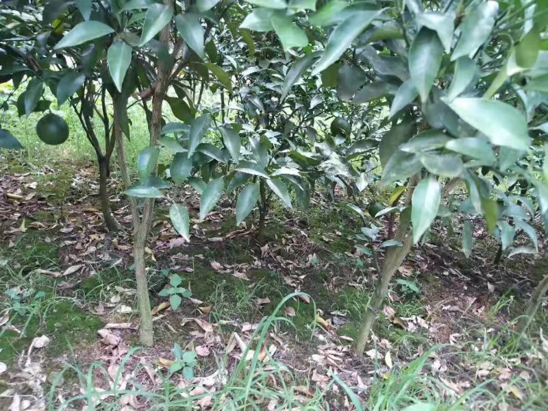 柑橘苗定值苗一公分至两公分，基地现挖