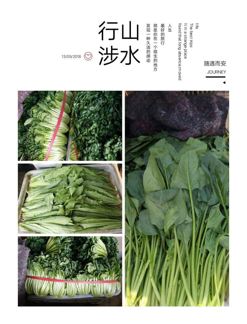 聊城优质菠菜大量上市，货源充足高度25到30公分