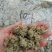 【热卖】蕲艾叶加工的艾绒，保证质量，厂家直发正品包邮
