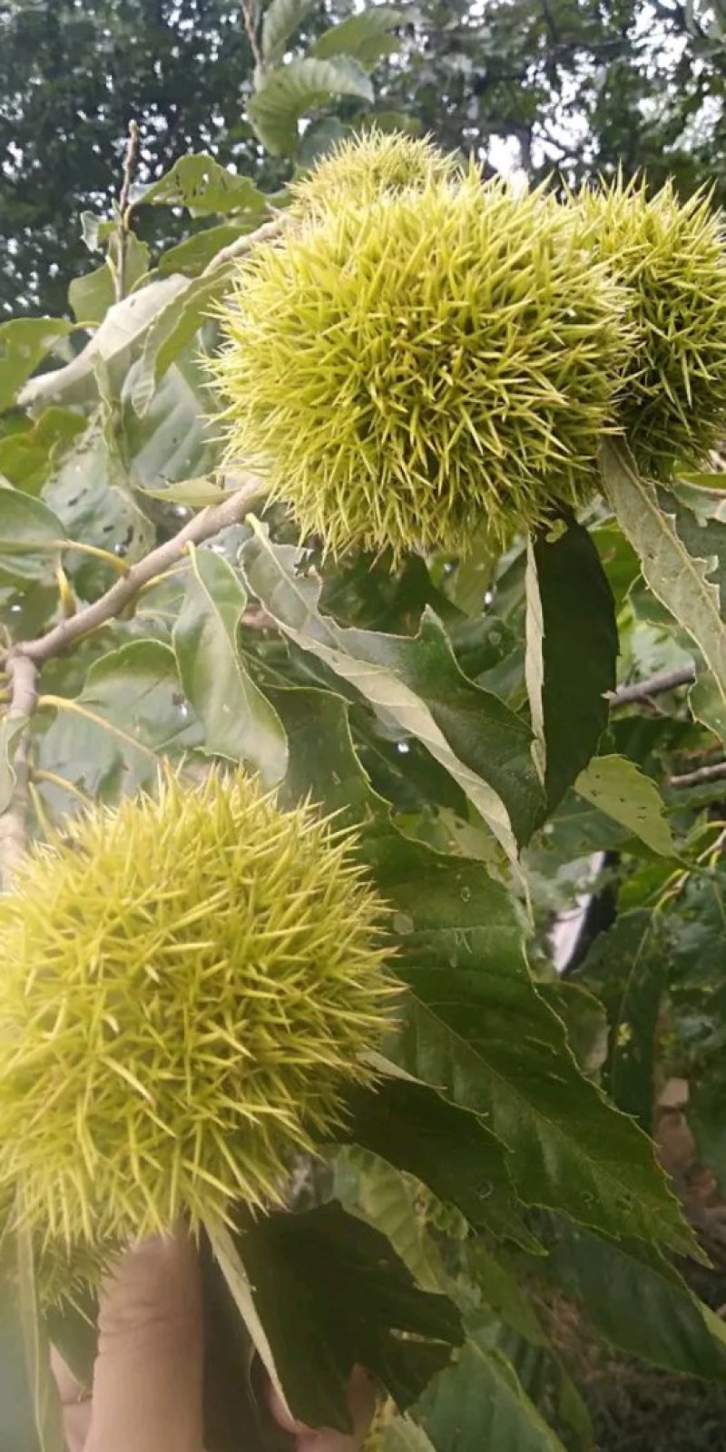 泰山板栗苗，板栗嫁接苗，大红袍板栗苗，板栗苗新品种