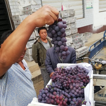 七级巨峰葡萄大量上市