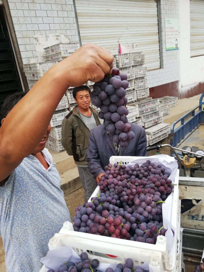 七级巨峰葡萄大量上市