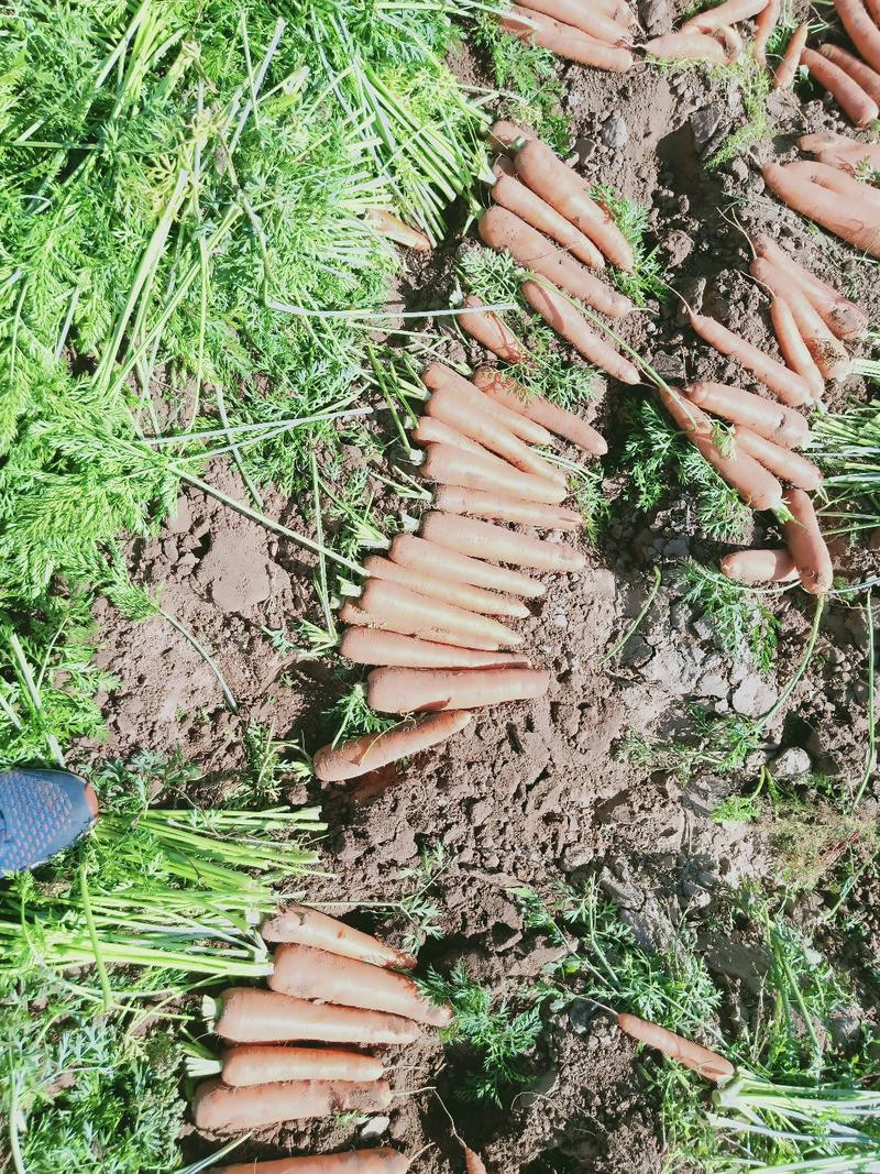 脱水胡萝卜带土2两以上10厘米以下红