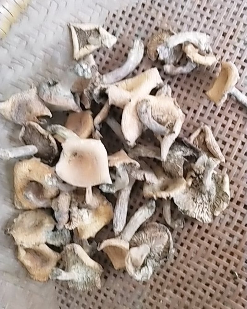 野生干松树菌，松毛菌，丛树菇统货干品一手货源，常年有货