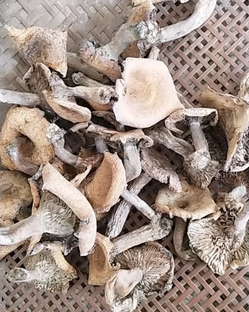 野生干松树菌，松毛菌，丛树菇统货干品一手货源，常年有货