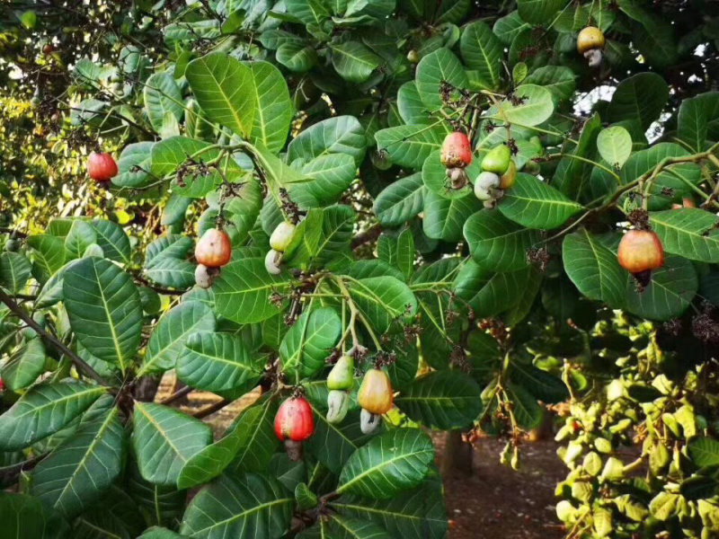 【电商专供】越南虎皮腰果，无干燥剂，超大颗粒进口腰果坚果