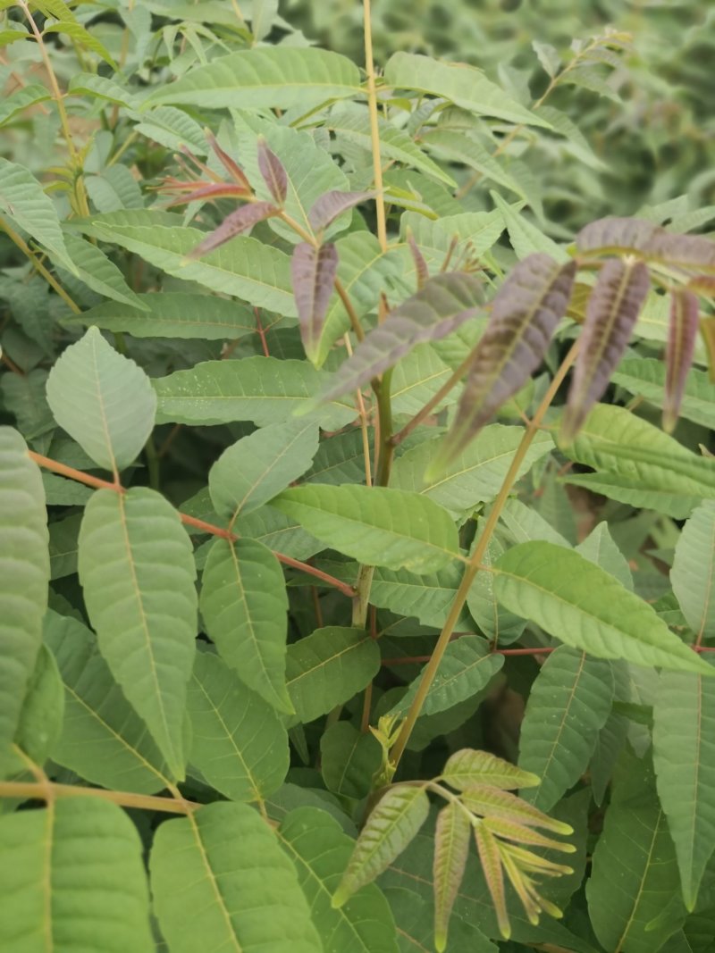 香椿树苗大棚苗，地裁苗1-2年山东泰安苗木批发