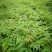 香椿树苗大棚苗，地裁苗1-2年山东泰安苗木批发