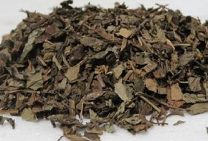 红背叶，道地药材，质优价实，品质保证，药典标准一公斤起批