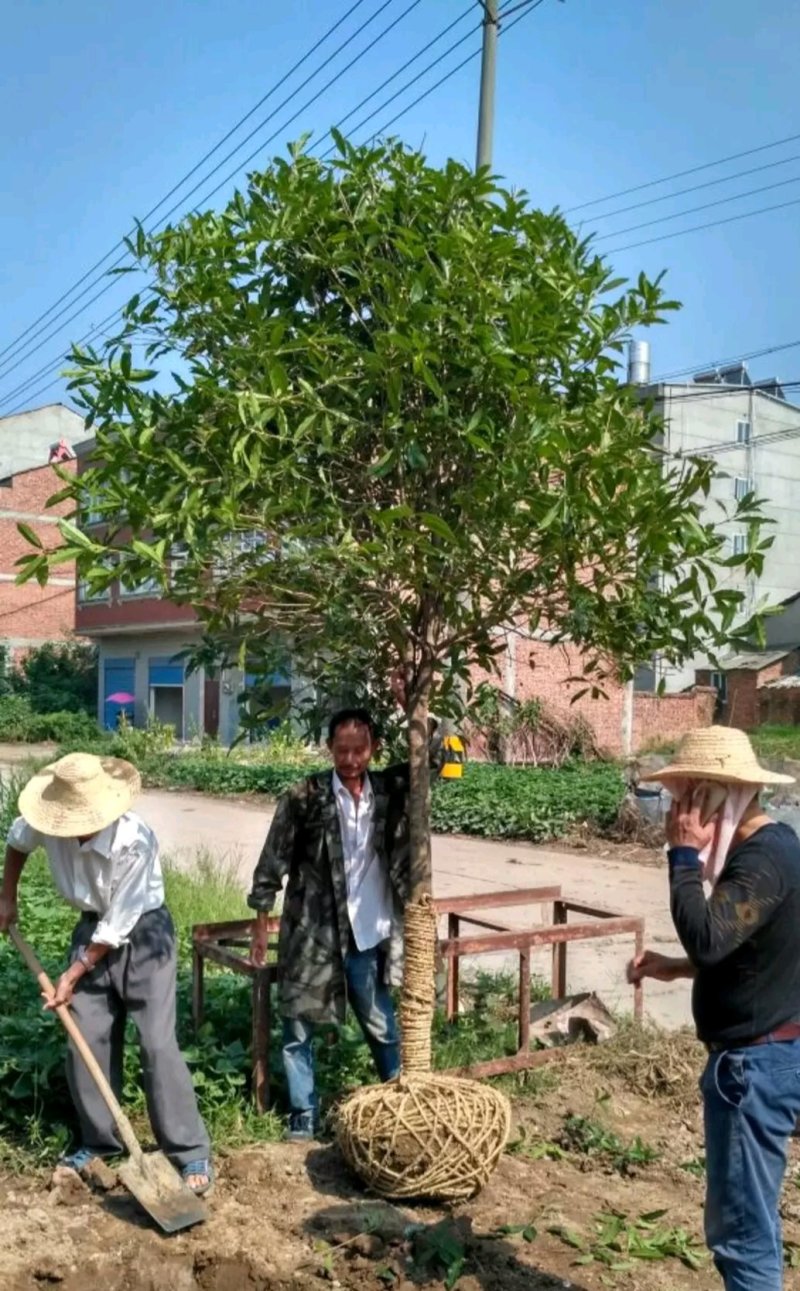 【包邮】桂花大树金桂丹桂庭院工程桂花树地栽浓香型四季桂花