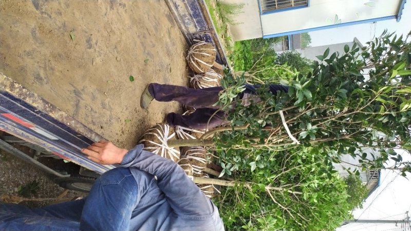 金桂桂花树2～6公分桂花基地直销量大！可实地考察
