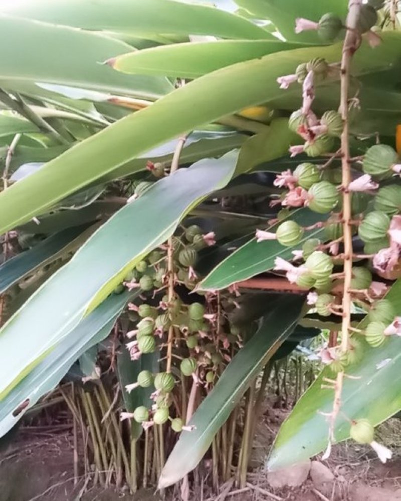 砂仁