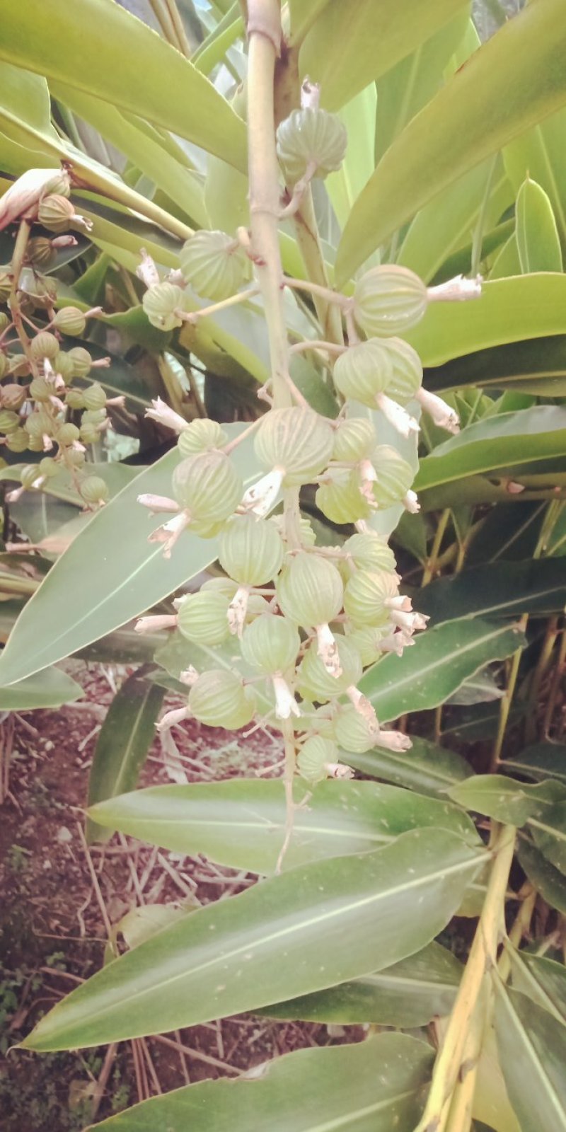 砂仁