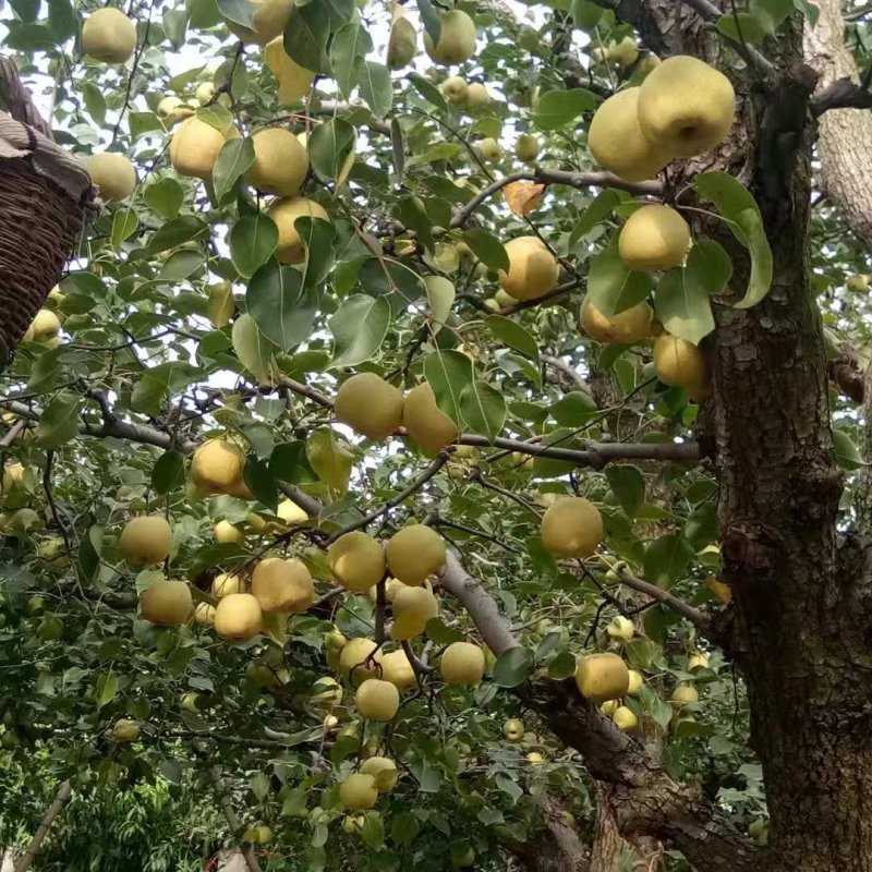酥梨