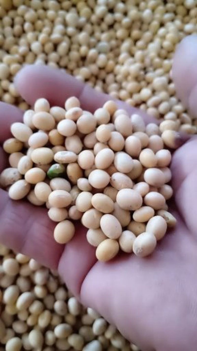 万亩大豆种植基地常年直供，欢迎全国客商进店咨询
