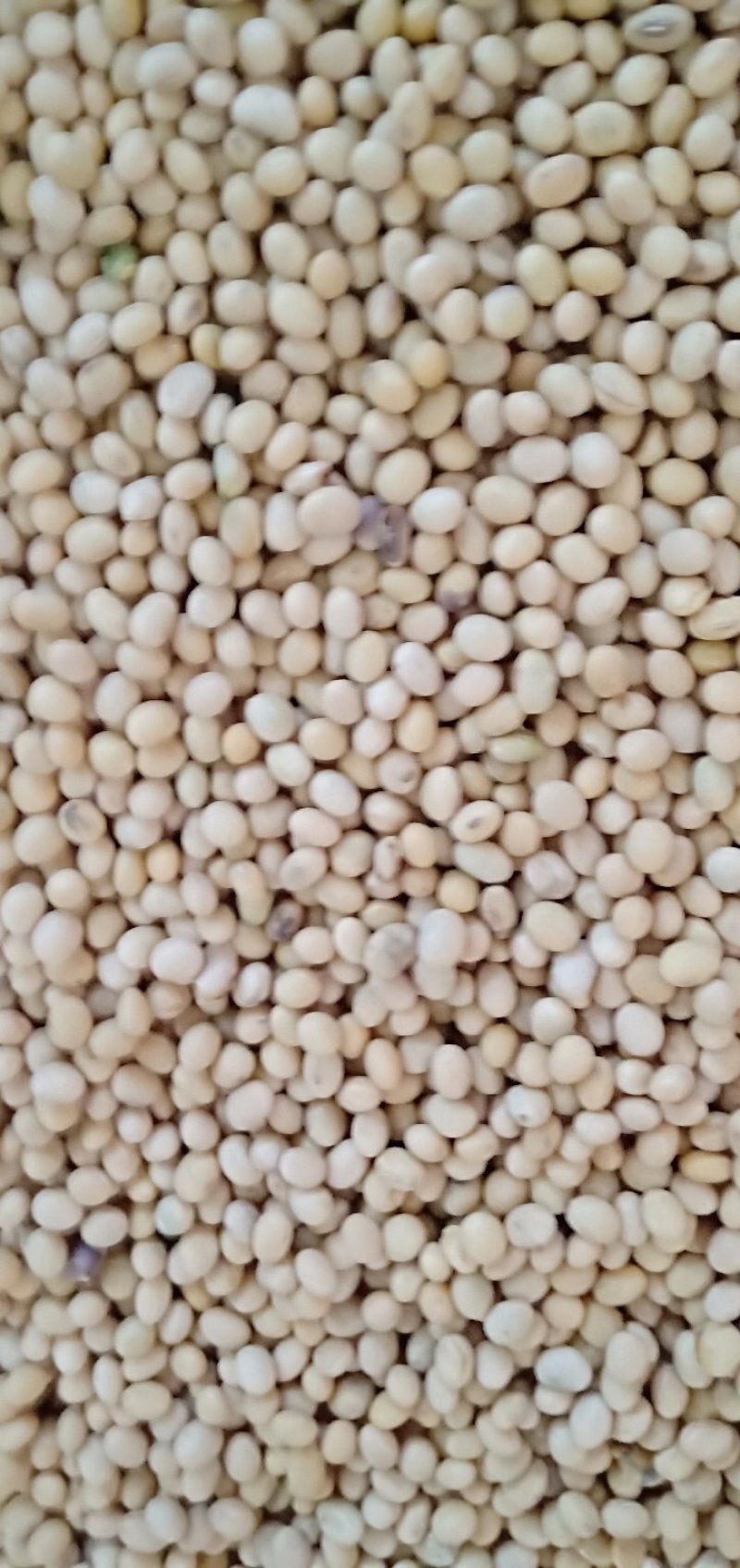万亩大豆种植基地常年直供，欢迎全国客商进店咨询
