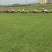 精品马尼草皮规格21✘21✘10