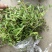 垂盆草有土有水就能长得很好，脱盆带土保鲜膜包好包邮