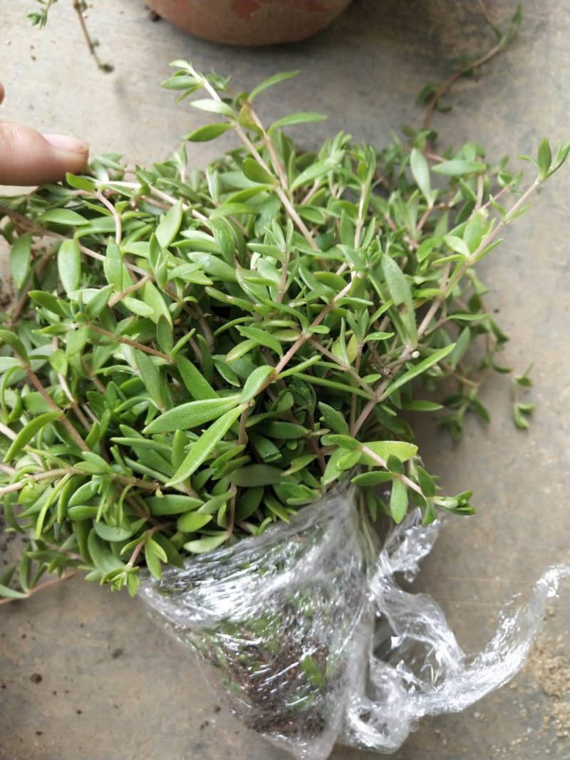 垂盆草有土有水就能长得很好，脱盆带土保鲜膜包好包邮