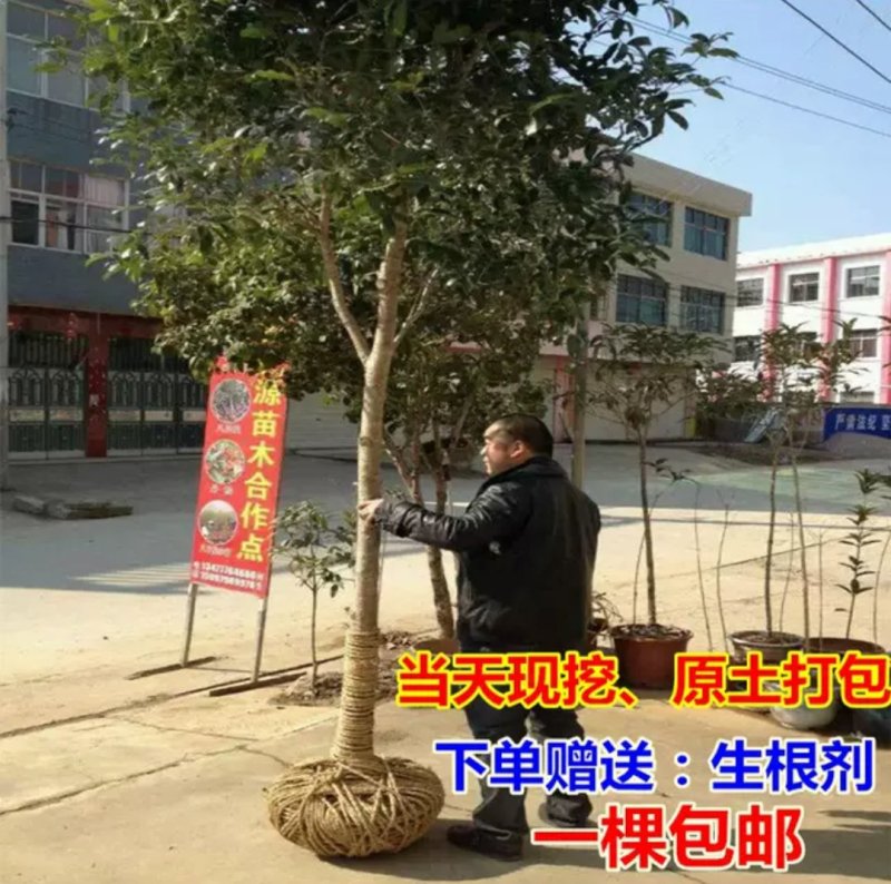 【包邮】桂花大树金桂丹桂庭院工程桂花树地栽浓香型四季桂花