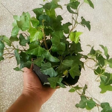 常春藤盆栽