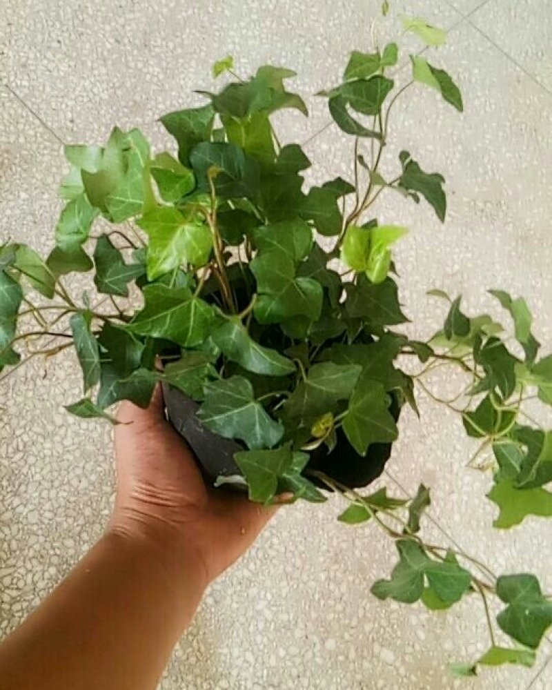 常春藤盆栽