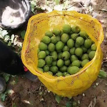 香玲核桃