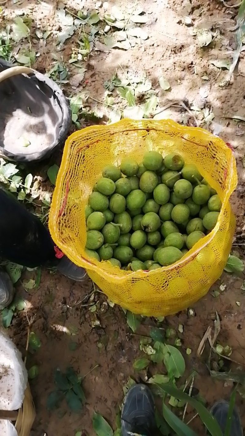 香玲核桃