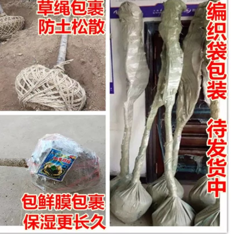 【包邮】桂花大树金桂丹桂庭院工程桂花树地栽浓香型四季桂花
