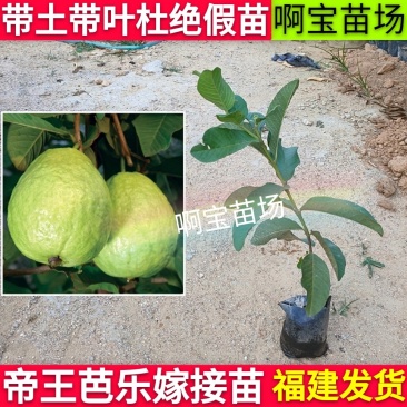 【啊宝苗场】帝王芭乐嫁接苗白心品种更脆更甜番石榴庭