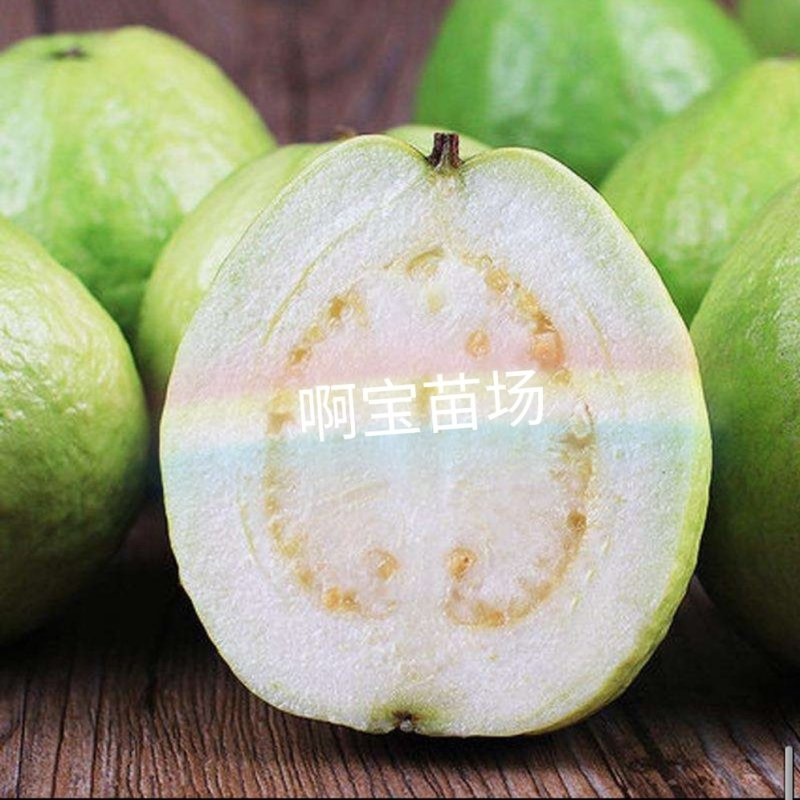 【啊宝苗场】帝王芭乐嫁接苗白心品种更脆更甜番石榴庭