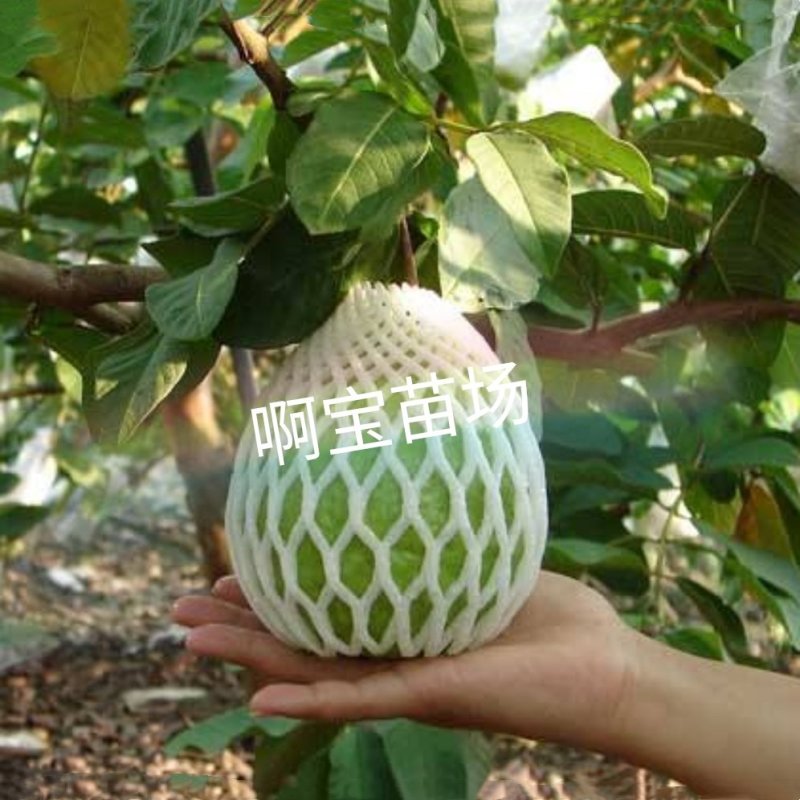【啊宝苗场】帝王芭乐嫁接苗白心品种更脆更甜番石榴庭