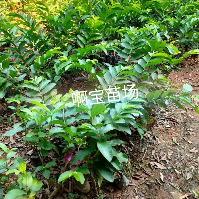 【啊宝苗场】帝王芭乐嫁接苗白心品种更脆更甜番石榴庭