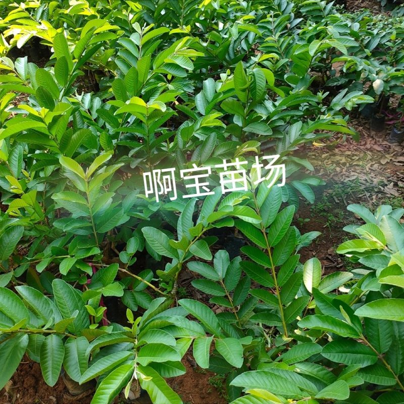 【啊宝苗场】帝王芭乐嫁接苗白心品种更脆更甜番石榴庭