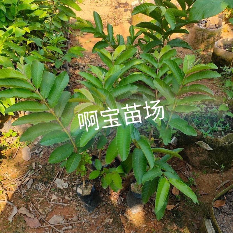 【啊宝苗场】帝王芭乐嫁接苗白心品种更脆更甜番石榴庭