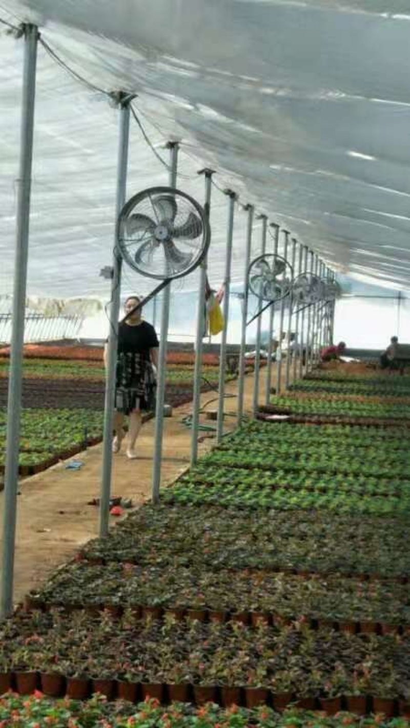 温室大棚环流风机内循环风机种植养殖