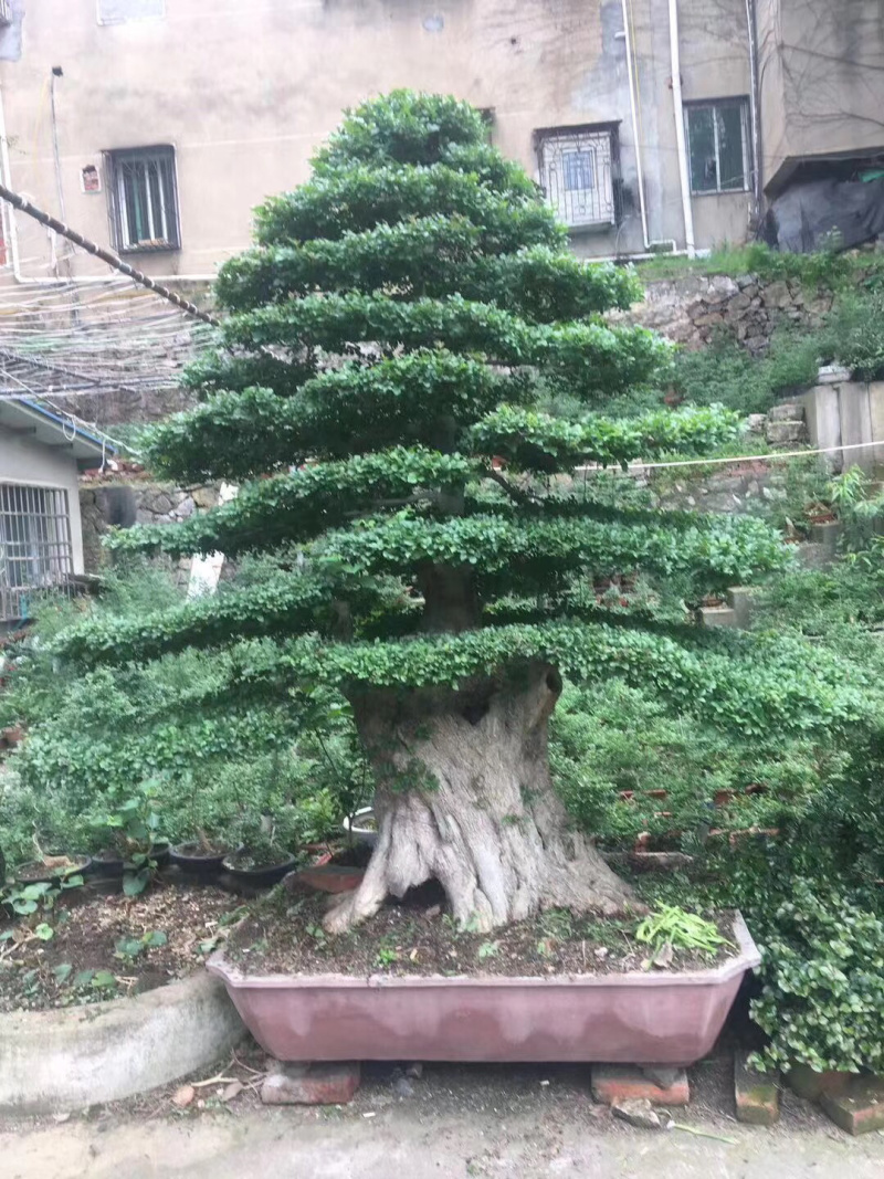 对节白蜡，造型对节白蜡，对节白蜡造型树，对节白蜡树