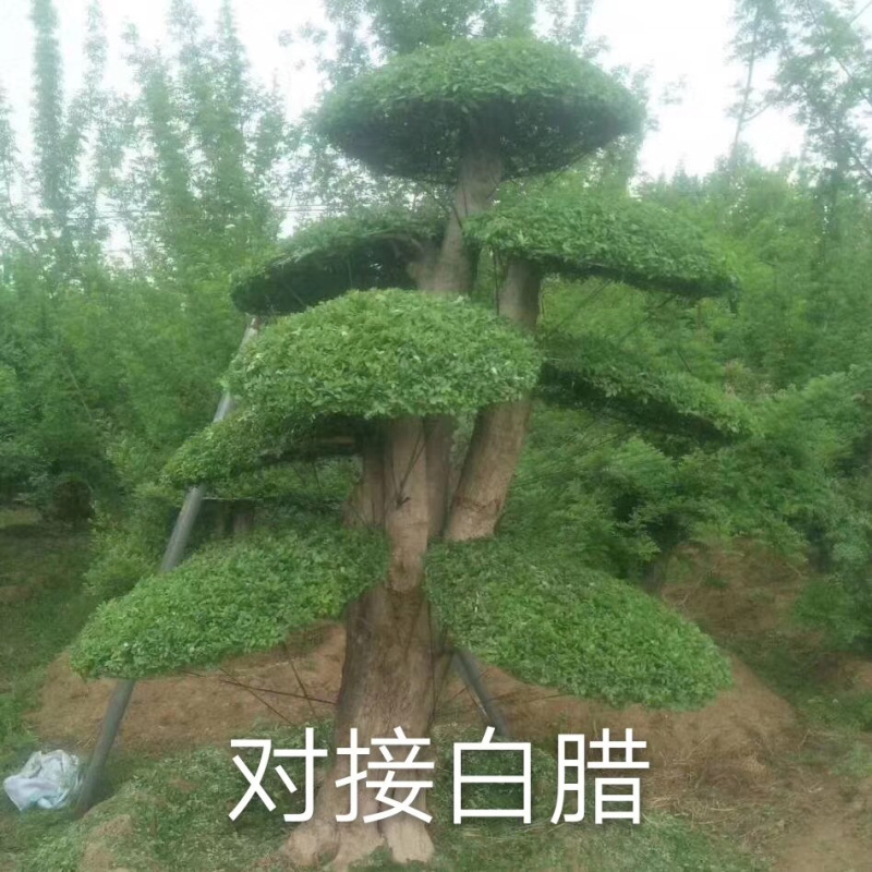 对节白蜡，造型对节白蜡，对节白蜡造型树，对节白蜡树