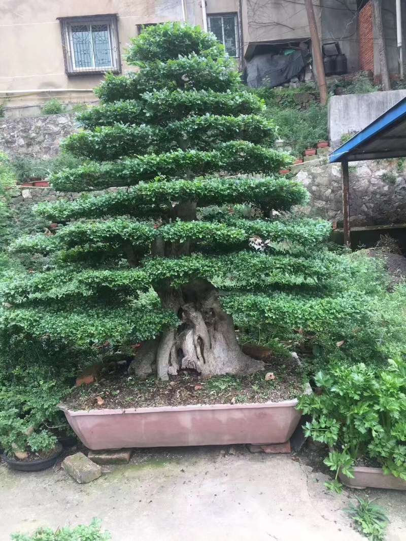 对节白蜡，造型对节白蜡，对节白蜡造型树，对节白蜡树