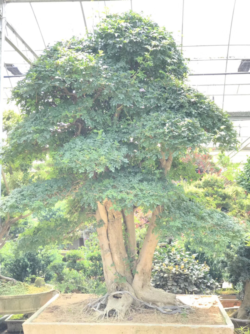 对节白蜡，造型对节白蜡，对节白蜡造型树，对节白蜡树