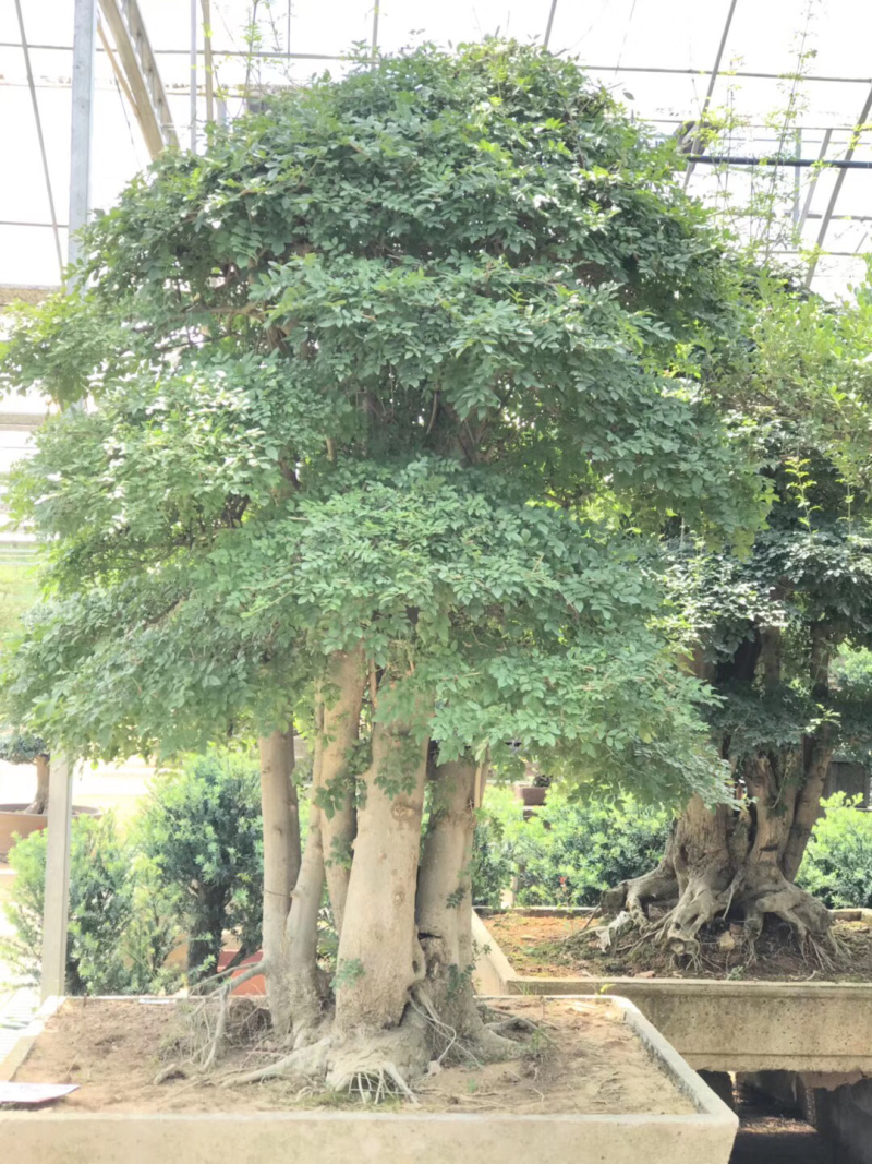 对节白蜡，造型对节白蜡，对节白蜡造型树，对节白蜡树