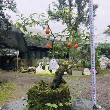 金弹子下山桩可批发1-6
